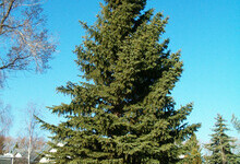 Mature Colorado Spruce